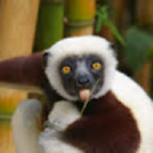 Meet your Posher, Priya